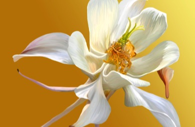 Columbine